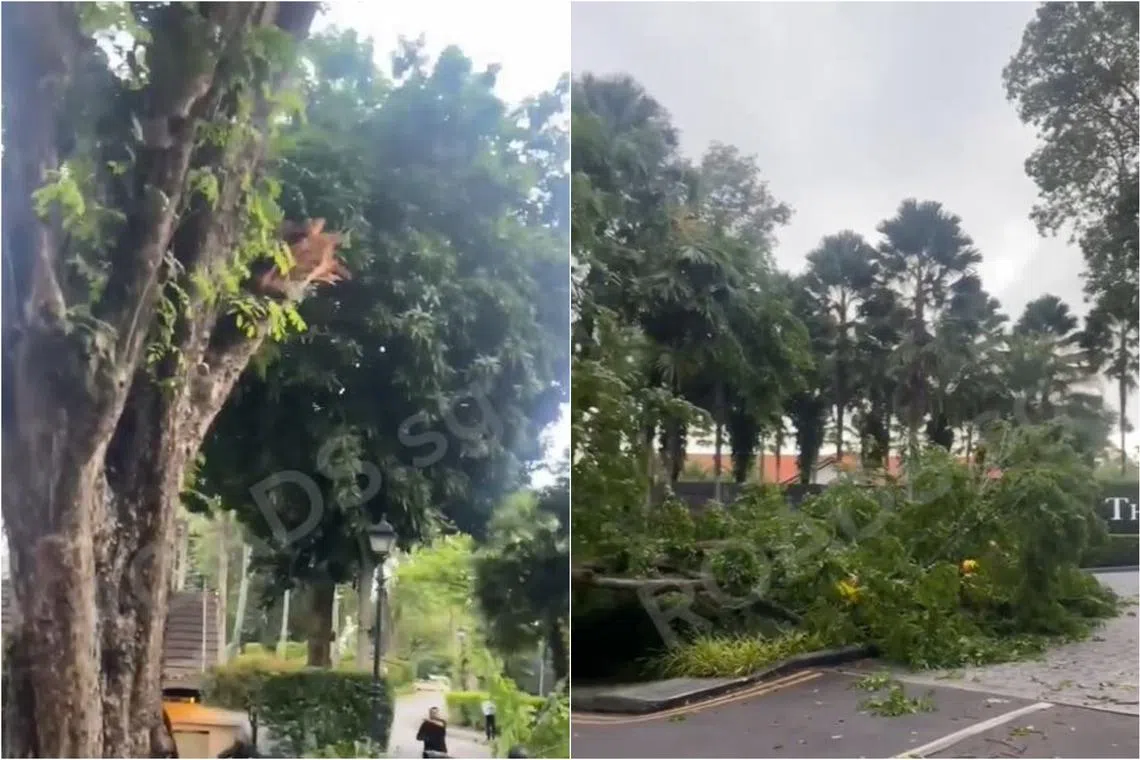 A tree branch fell onto the road at Gunner Lane at about 6pm on May 28.