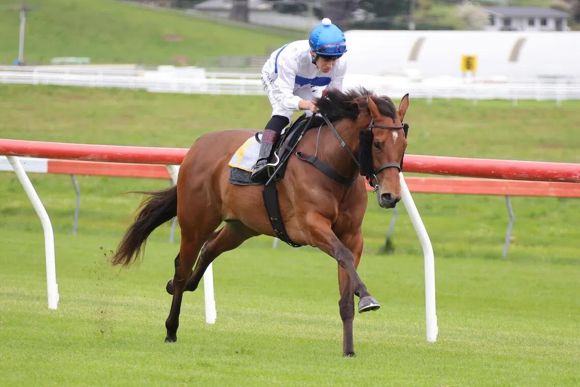 Trainer Shaune Ritchie is throwing smart filly Tajana in at the deep end against male rivals in the Group 1 New Zealand 2000 Guineas (1,600m) at Riccarton on Nov 15.
