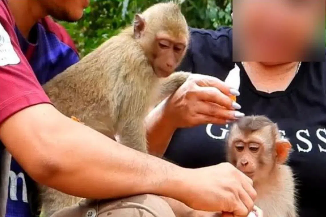 An animal protection group has raised concerns that monkeys from Angkor Wat temple could end up in breeding farms exporting primates to laboratories.