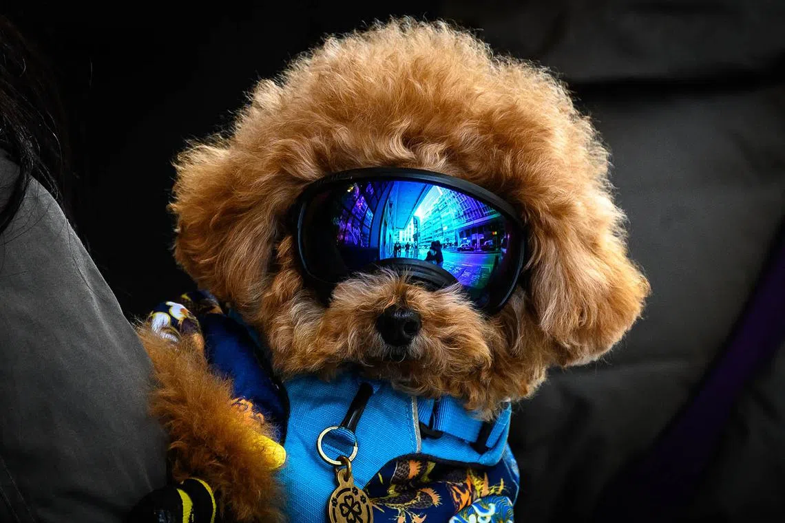 The dogs could understand the meaning of the information they were being given, rather than just running in the direction they are being pointed.