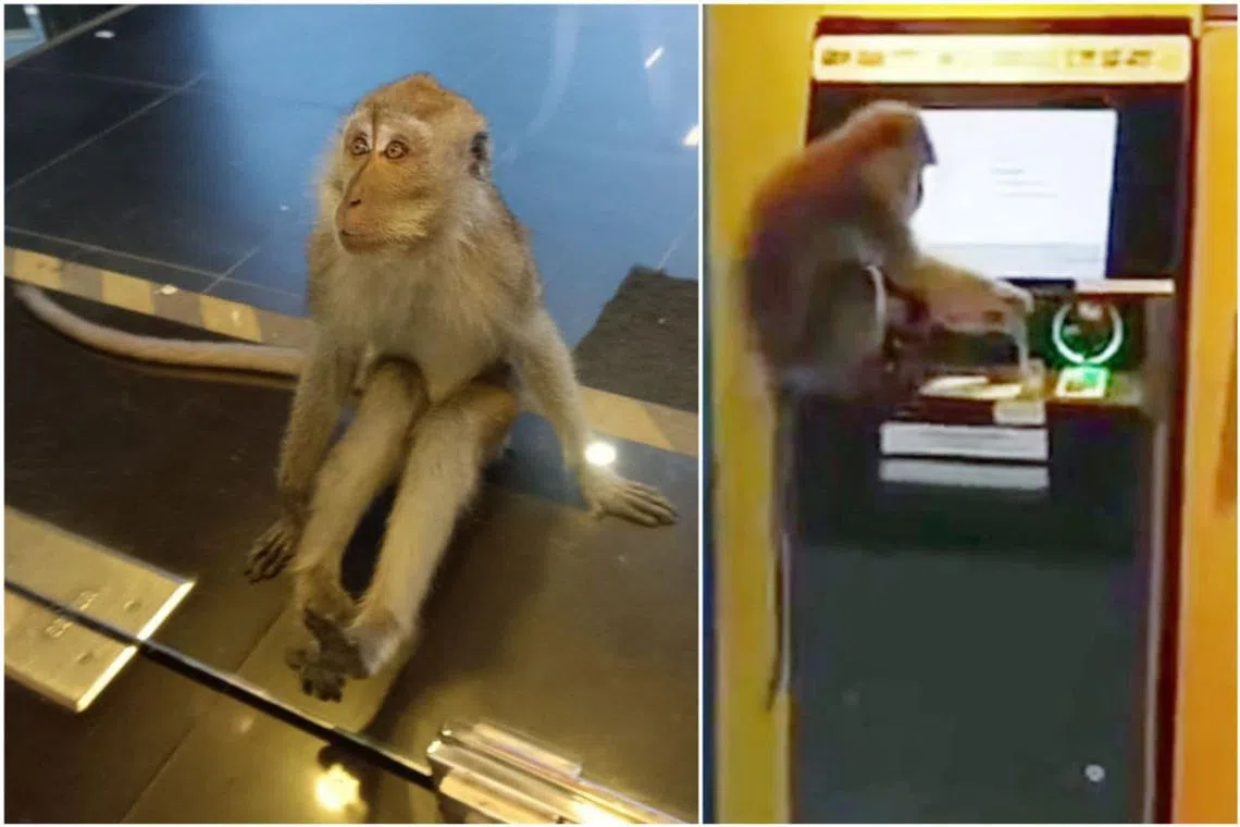 A monkey sitting outside Pet Lovers Centre at Chun Tin Road, and another fiddling with an ATM at Beauty World Centre.