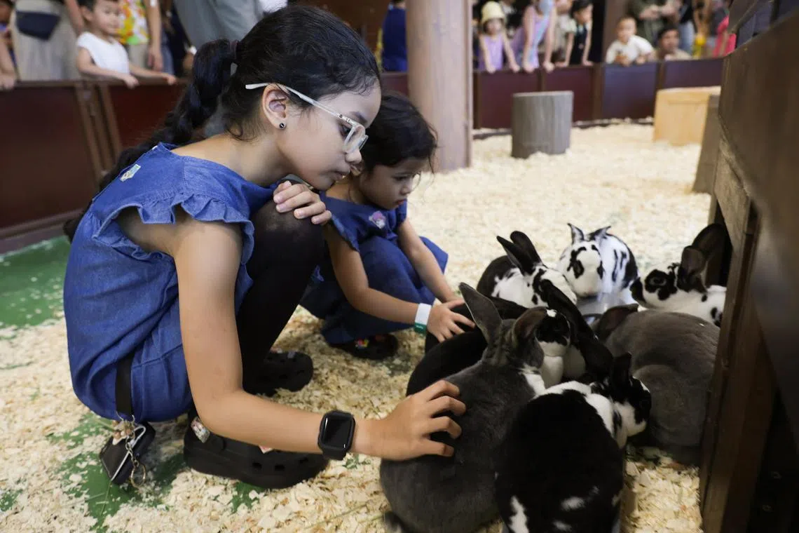 ST20231112_202350269176 : Gin Tay/ edhols/ Eddino/

,Aira Eddino, (left) 10 and Afia Eddino, 4, patting rabbits at Little Paws, an indoor space to meet rabbits, cats and dogs at
KidzWorld at Mandai photographed on Nov 12, 2023.