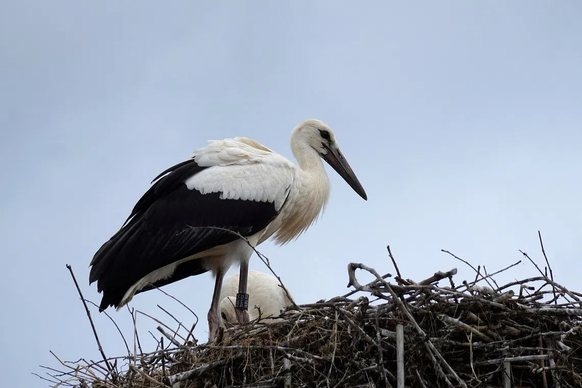 Fewer than 3,000 of the birds are believed to remain in the wild worldwide.