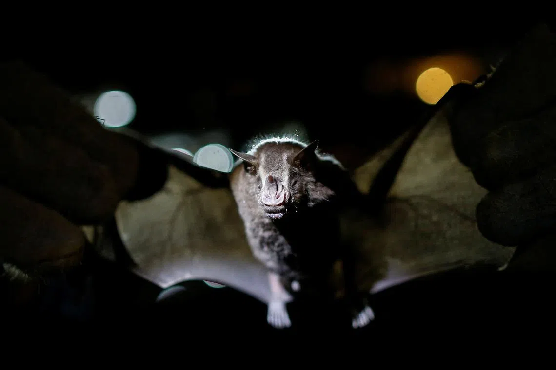 Bats are of particular concern because viruses they carry have caused some of the deadliest outbreaks in recent decades.
