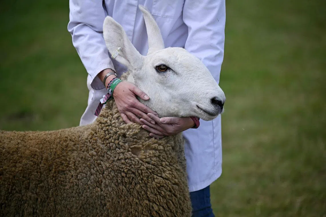 Bluetongue can be highly dangerous to sheep and cows, but it does not affect humans.