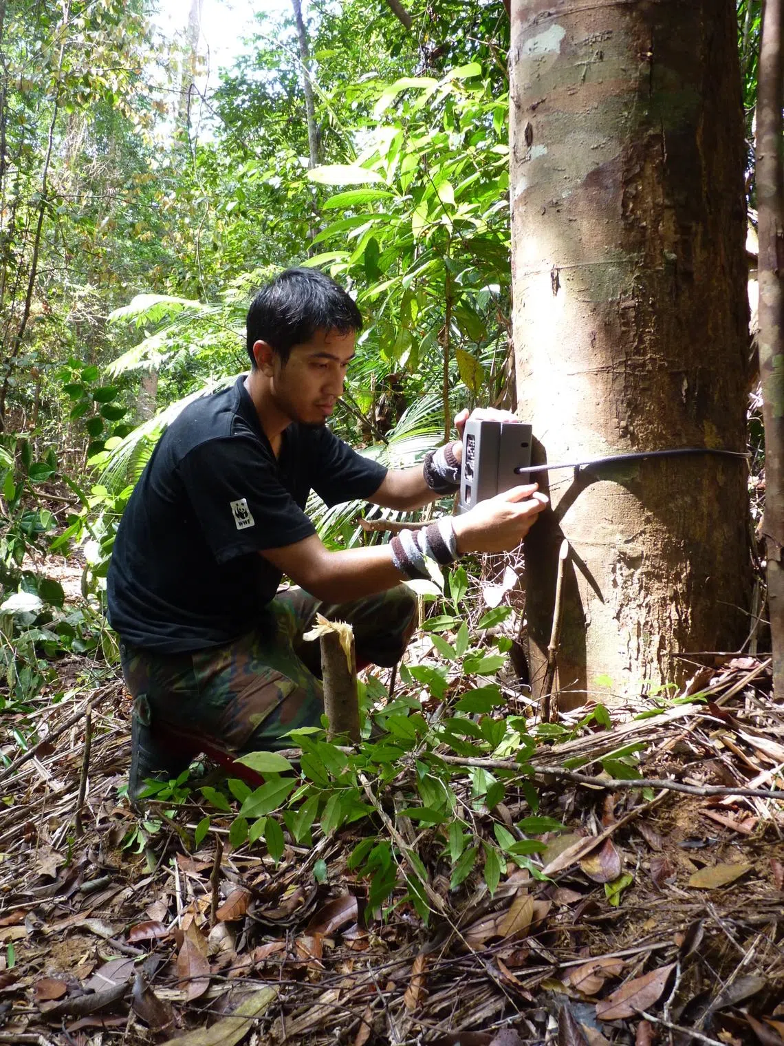Conservation scientist Gopalasamy Reuben Clements deploying a camera trap to monitor tigers in Kenyir State Park before it was gazetted in 2018.
