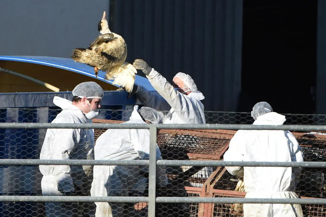 A duck is slaughtered due to bird flu at a farm in southwestern France.