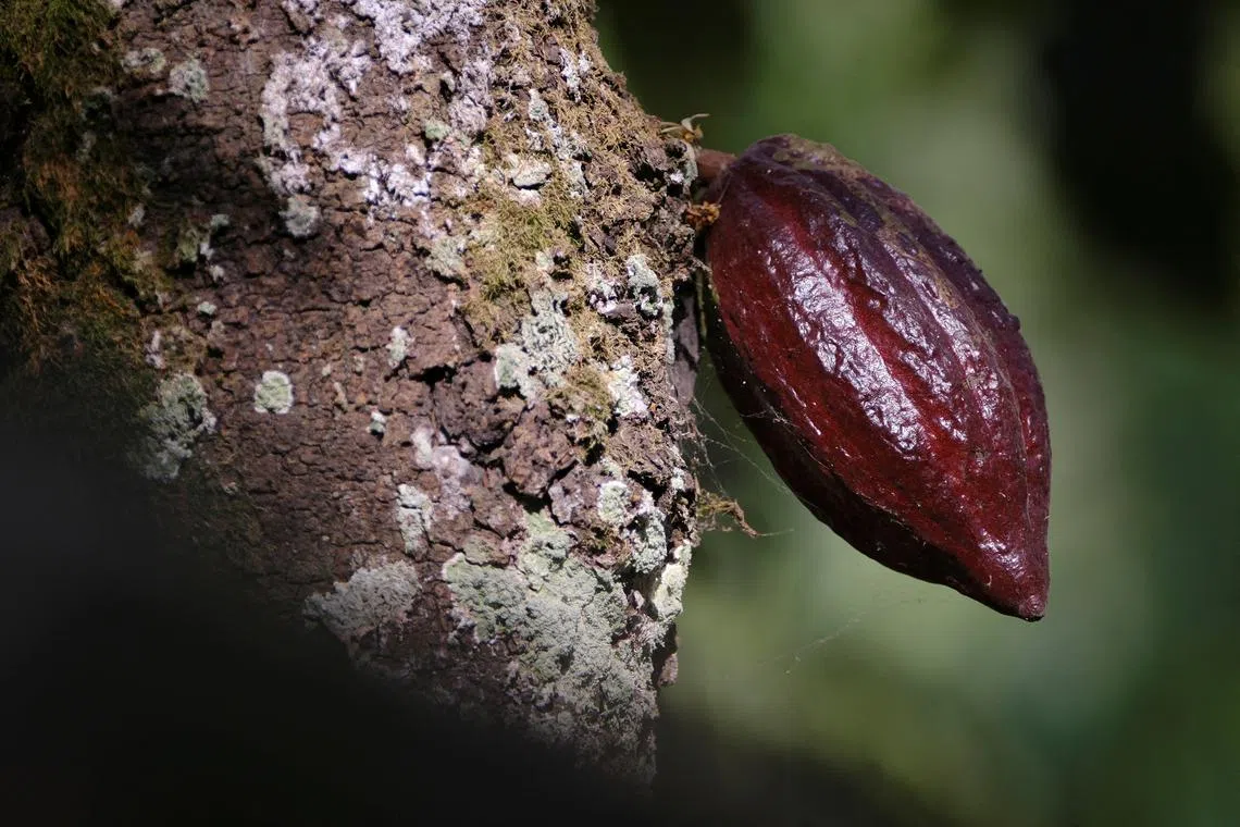 The leaves on the trees usually provide shade for the pods, but the sun “is drying them up and they are falling” off the trees.