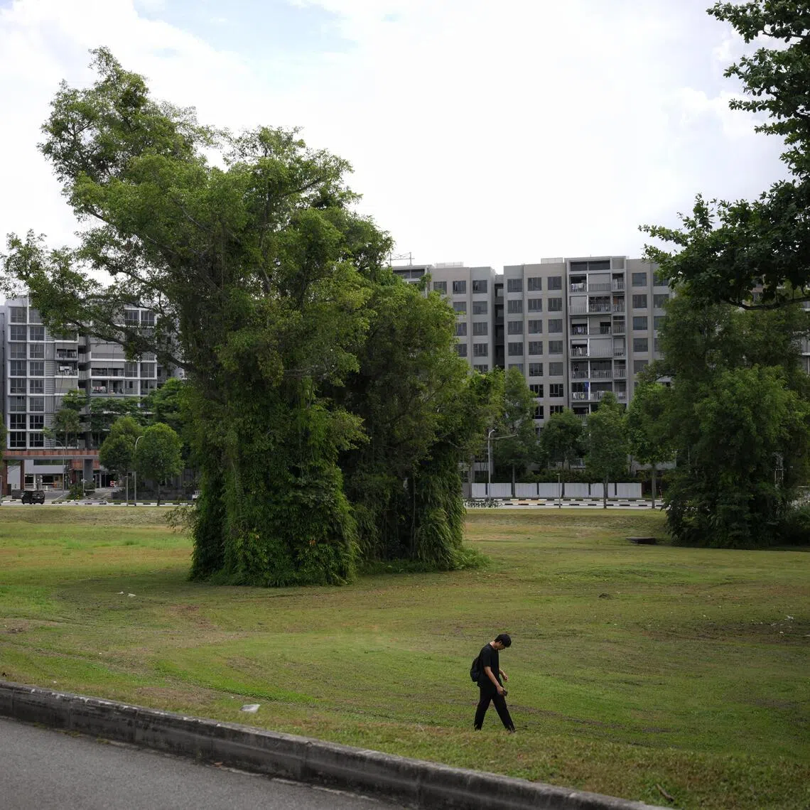The plot of land along Canberra Drive where Executives Condominiums (EC) will be built on, which will be affected by new measures.