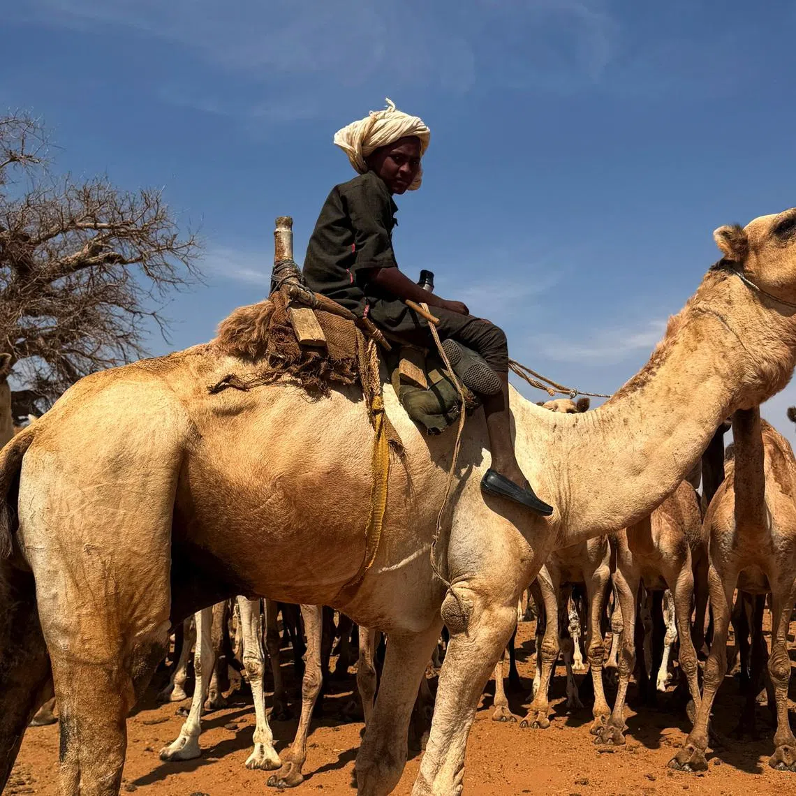 A young shepherd rides a camel while leading a flock of camels, El Obeid, North Kordofan, Sudan, January 20, 2026. REUTERS/El Tayeb Siddig