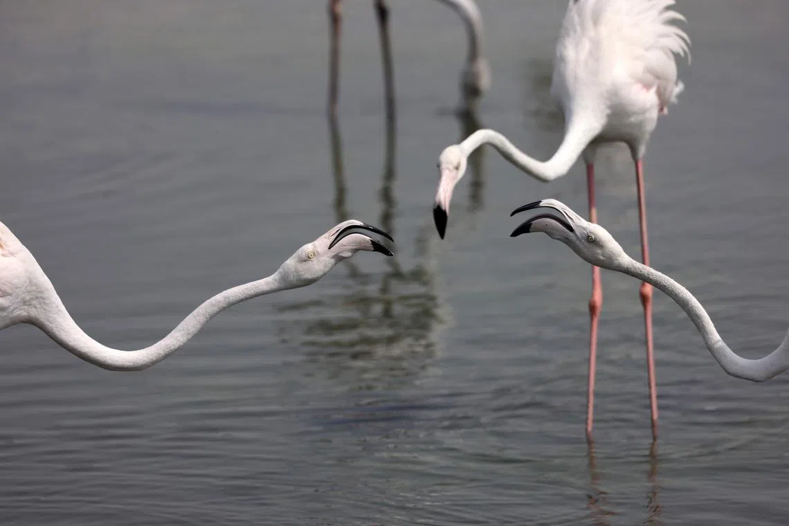 Flamingos gathering in a pond at the Ras al-Khor Wildlife Sanctuary on the outskirts of Dubai on July 12, 2023. 