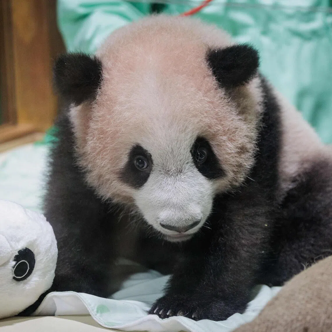 Satrio "Rio" Wiratama was born on Nov 27, 2025, to giant panda pair Cai Tao and Hu Chun.