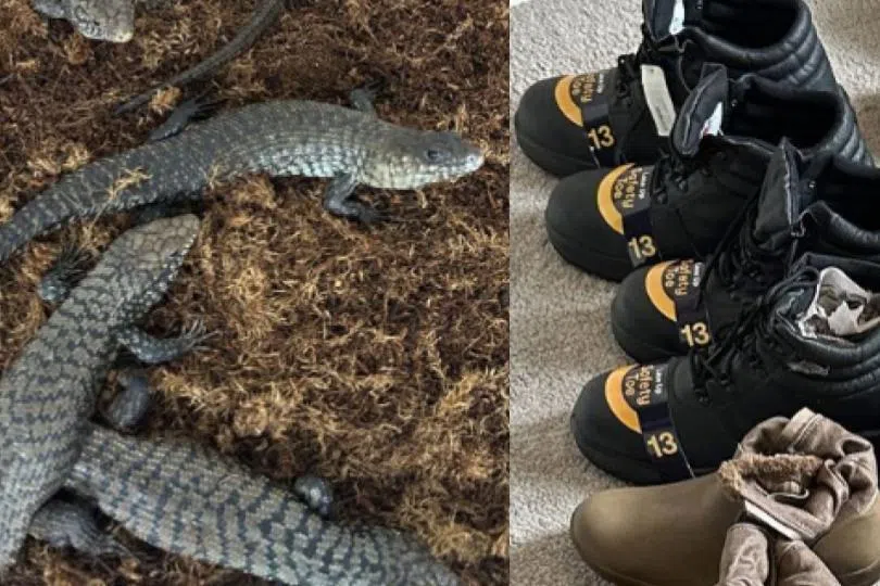 19 blue-tongued lizards were restrained in socks and tucked inside work boots and cosmetic bags. 