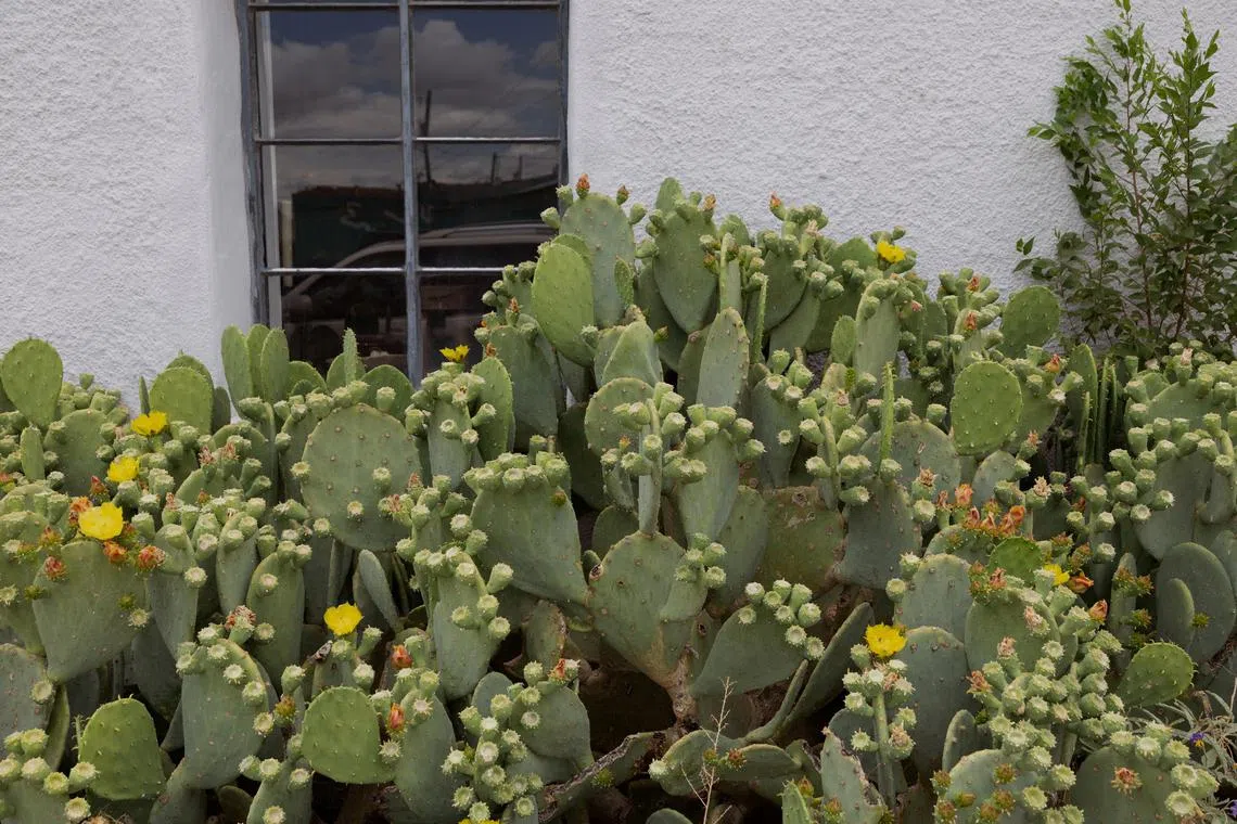 The Opuntia genus, known as prickly pear cactus, is gaining national appeal in Japan for being rich in minerals, dietary fibre and other nutrients.