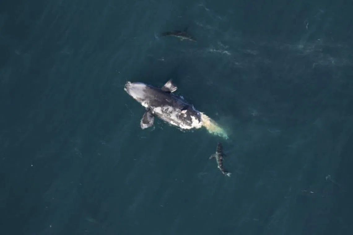 A rare North Atlantic right whale calf that was spotted off the coast of Georgia was found dead. 