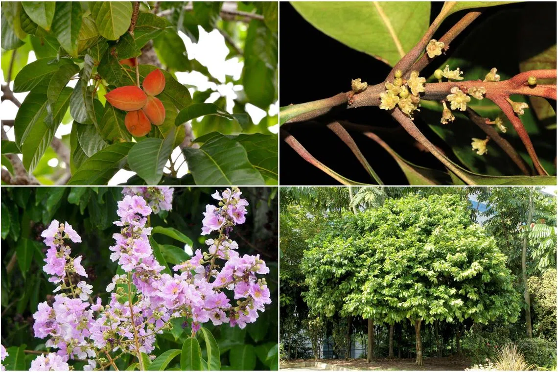 Clockwise from top-left: Common Sterculia's flowers, Sea Gutta, Katong Laut, and Lagerstroemia Genus's flowers
