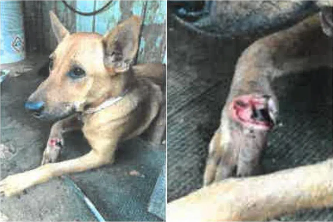 The dog's wound had “putrid brown discharge” dripping from it and open cavities with numerous maggots.