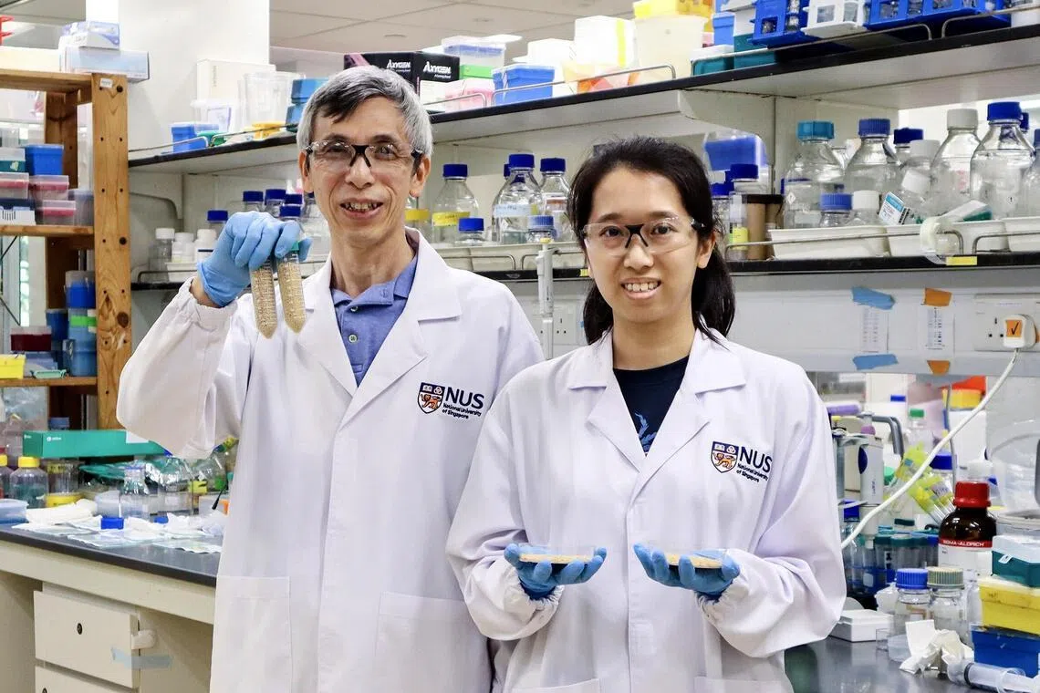 Professor Yang Daiwen (left), Ms Hong Hui Yee (right) from the NUS Department of Biological Sciences and their research team developed an oral vaccineto protect farmed fish from the fatal nervous necrosis virus.