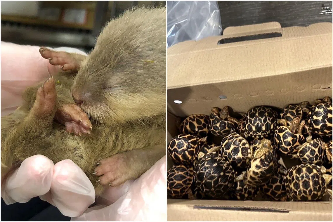 The mobile menagerie, which also included 28 baby tortoises and a marmot, was seized on Wednesday.