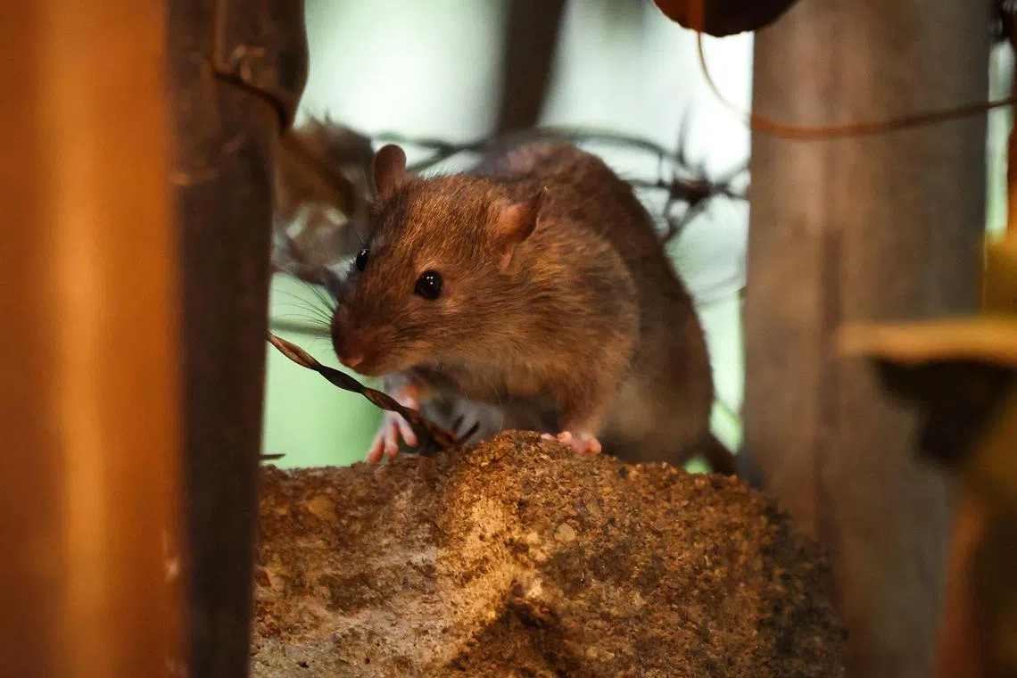 Officials are mounting an effort to educate the public about the need to avoid leaving behind food waste that feeds and sustains the rat population.