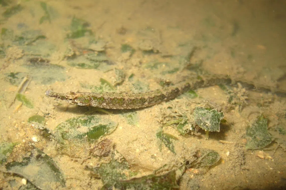 A species of pipefish captured by marine scientist Neo Mei Lin at Changi Beach in 2010.
