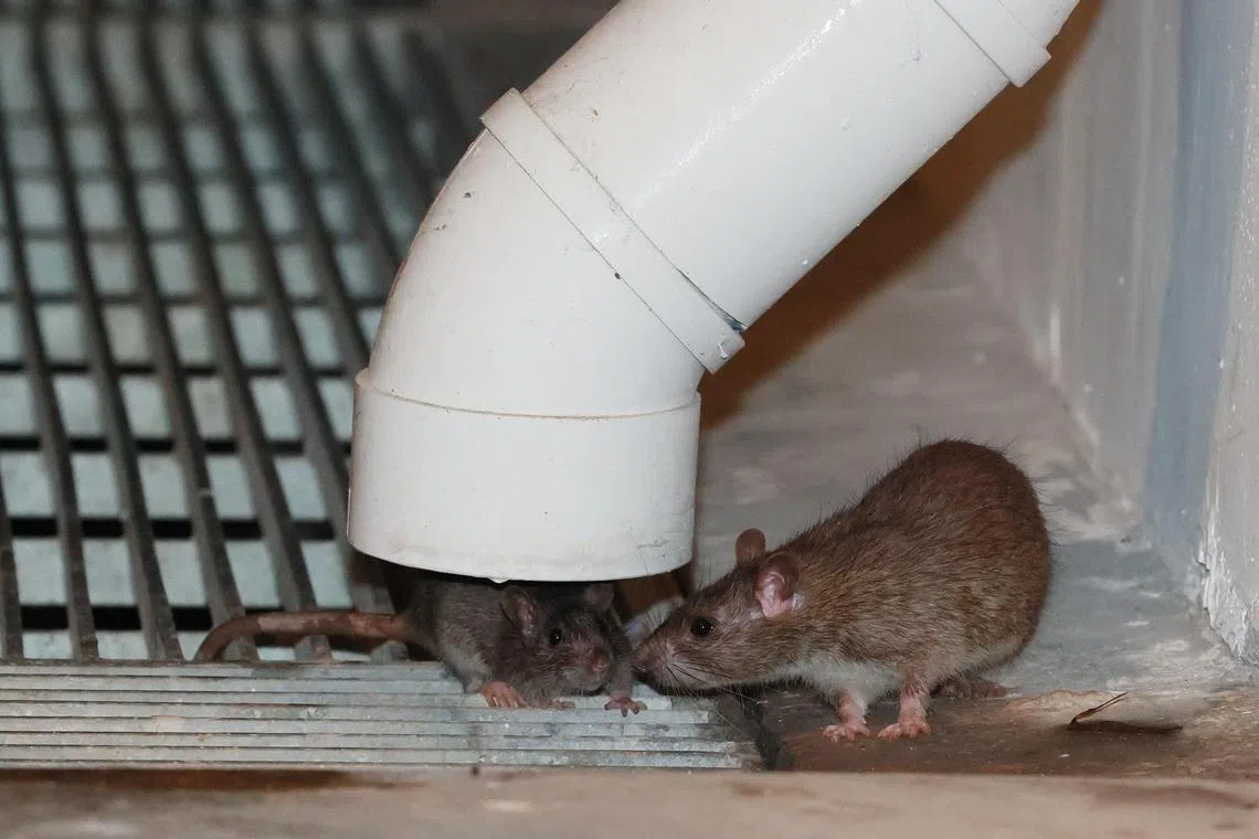 SM20240814-PhuahHG03 / 潘丰源 / 吴依瑾 / Rats / Blk 953B/C Tampines Street 96