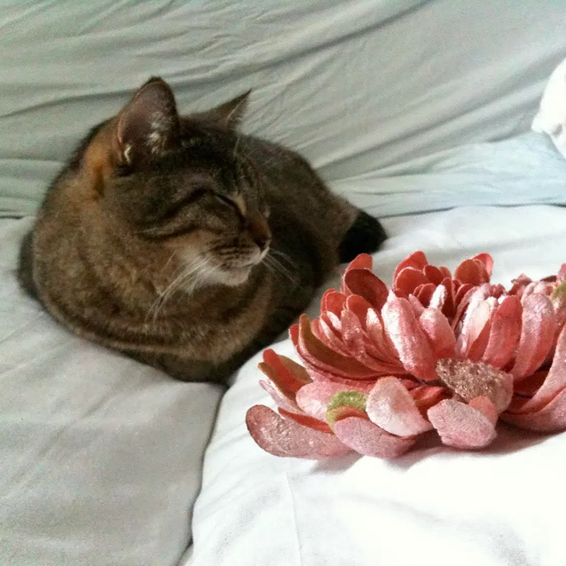 The writer had grieved her pet’s death for about a decade before the cat died.