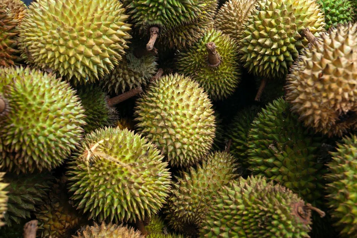 In the past few years due to smaller harvests, the price of durians went up considerably.
