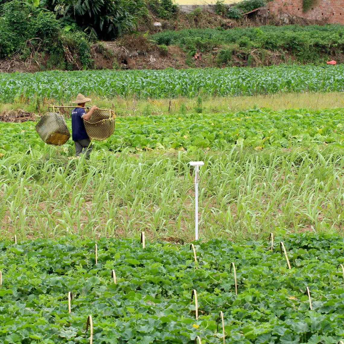 For farmland surveyed in China, greater biodiversity among pollinators such as bees and butterflies was observed when a diverse array of crops, including vegetables, were cultivated in smaller fields.
