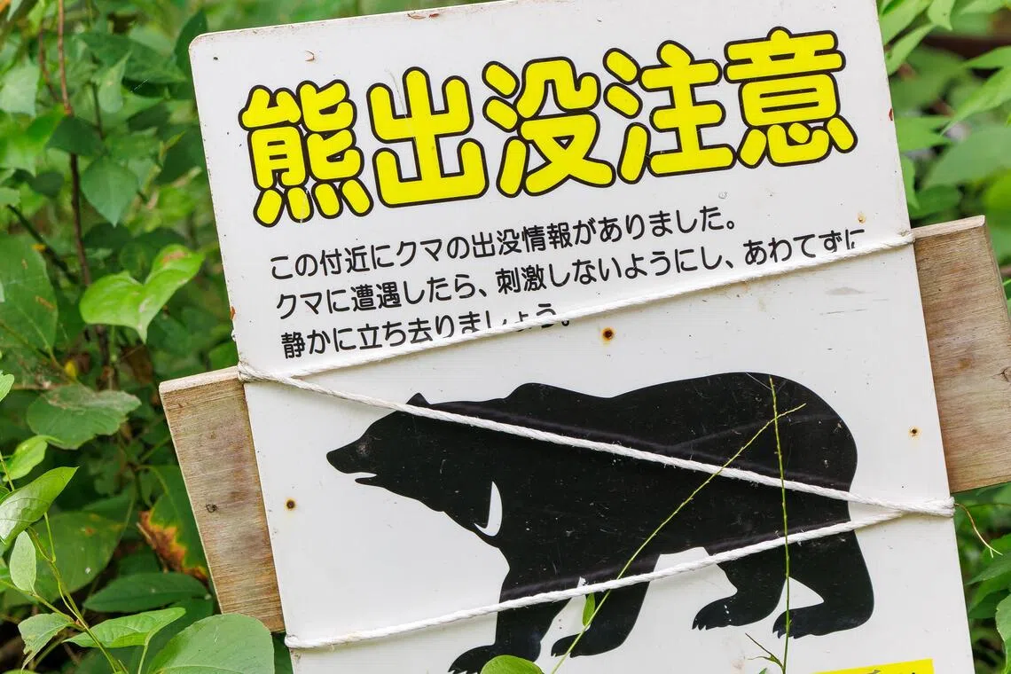 Store food in your vehicle at all times as brown bear sightings and attacks in Japan have been on the rise in recent years.