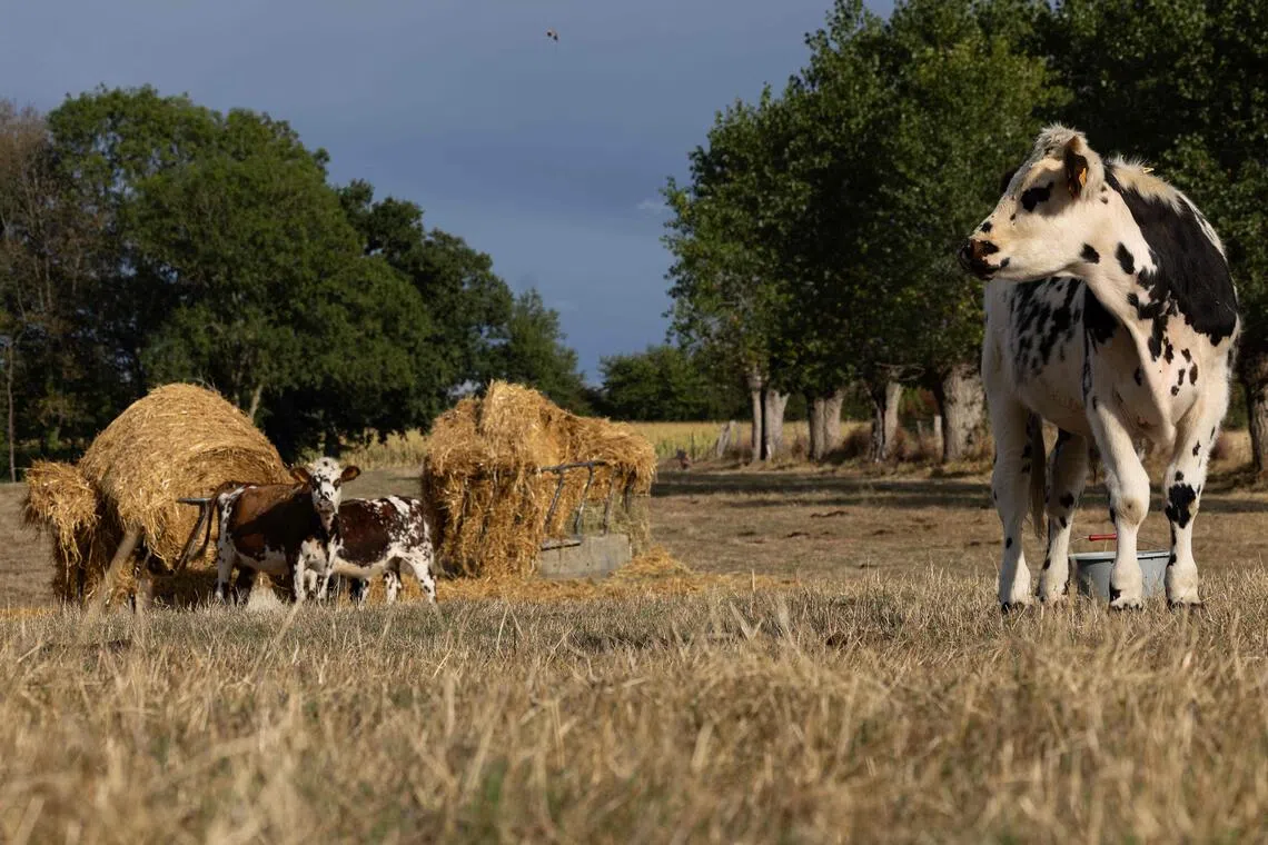 The summer’s drought, which affected 95 per cent of mainland France in July, has left normally rich pastures dry and bare.