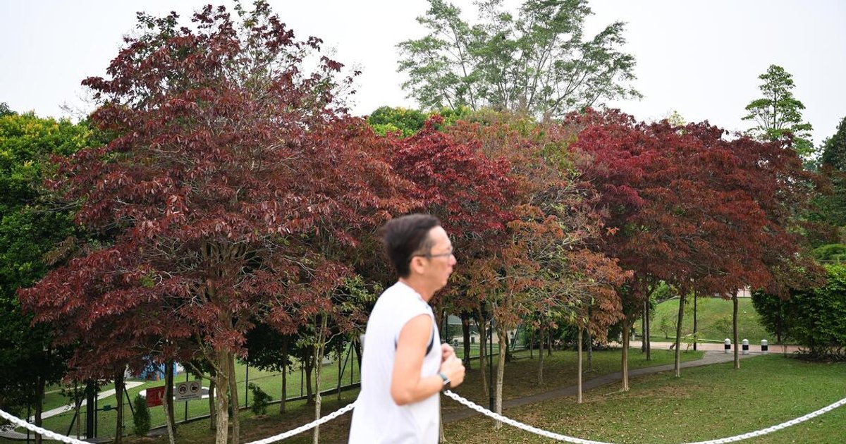 Malayan crape myrtles herald ‘autumn’ in Singapore | The Straits Times