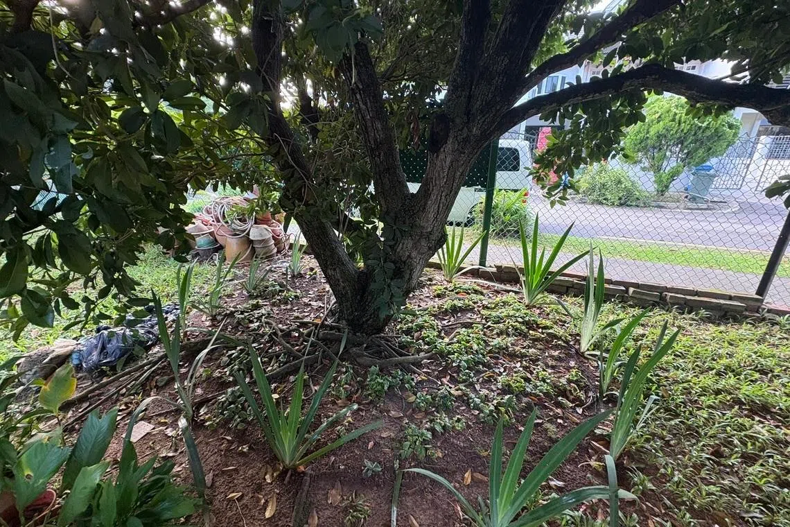 The plants' current location under the tree canopy is too dark for them.