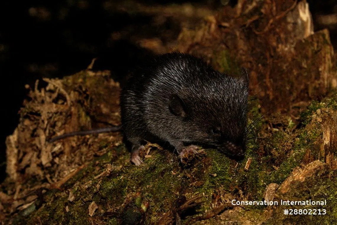 Scientists also discovered a spiny mouse in Alto Mayo, a protected area with several ecosystems, indigenous territories and villages. 
