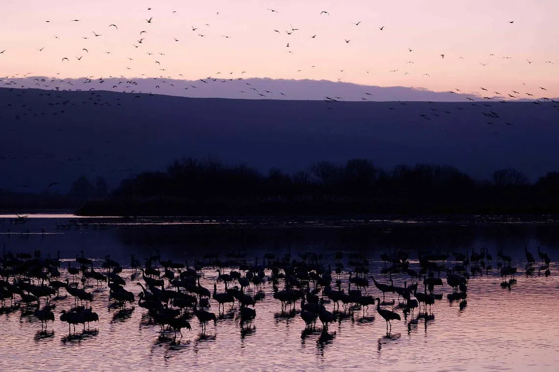 TOPSHOT - Thousands of cranes flock above the Agamon lake at the Hula Valley Nature Reserve in northern Israel, on their seasonal migration route from Europe to Africa, at sunrise on January 23, 2025. The Hula Valley is home to a unique migration sanctuary for hundreds of millions of birds migrating from Europe and Asia to Africa and back during the spring and autumn seasons. (Photo by Jalaa MAREY / AFP)