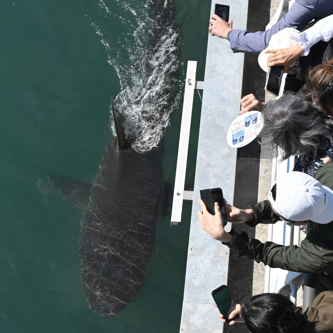 Bukang-i, a shark that has remained in an artificial canal for a month, has become a local attraction.