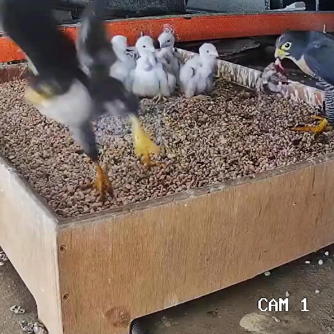 CMG 0305 Yy / 郑智浩 / NParks and OCBC extend partnership to deepen understanding of Peregrine Falcons in Singapore with second record of falcon chicks hatched / 有两只成鸟，以及四只雏鸟