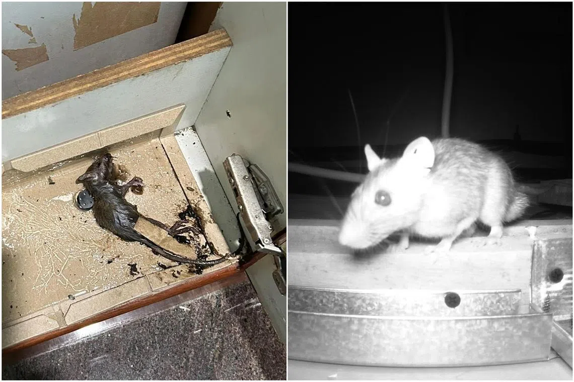 Four pest controllers ST spoke to have observed up to 25 per cent more inquiries on rat infestations since November 2023.