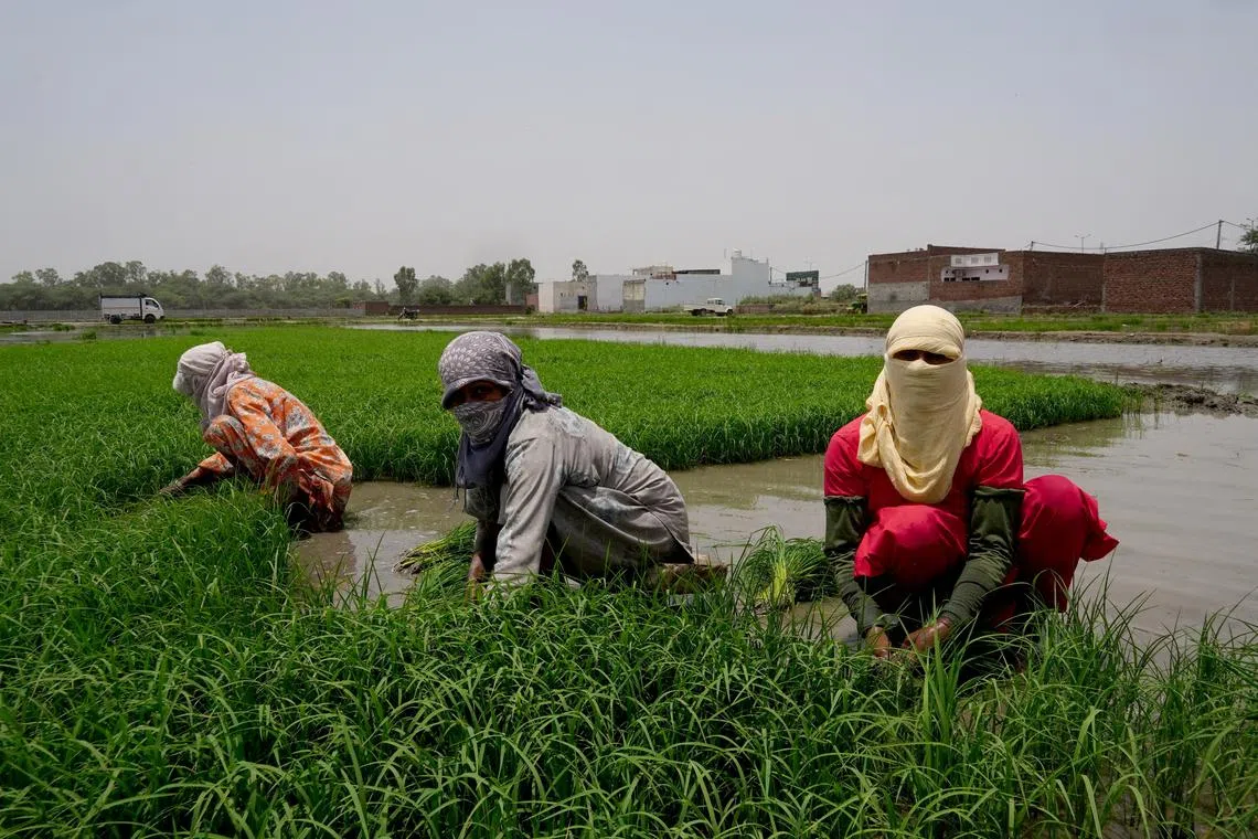 FILE PHOTO: Farm labourers, with their faces covered for protection from heat, work on a paddy field on a hot summer day in Karnal in the northern state of Haryana, India, June 3, 2024. REUTERS/Bhawika Chhabra/File Photo