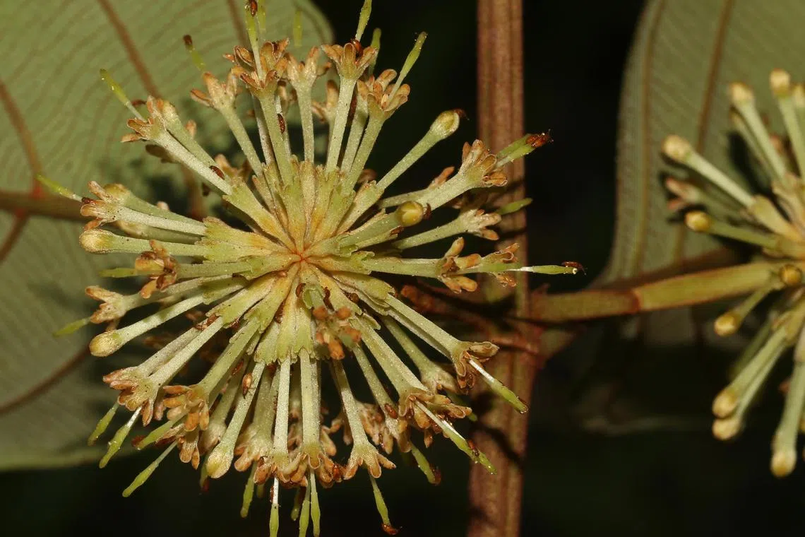The Uncaria attenuata, a member of the coffee family, was last seen in the 19th century and therefore thought to be nationally extinct. it was found in 2022.