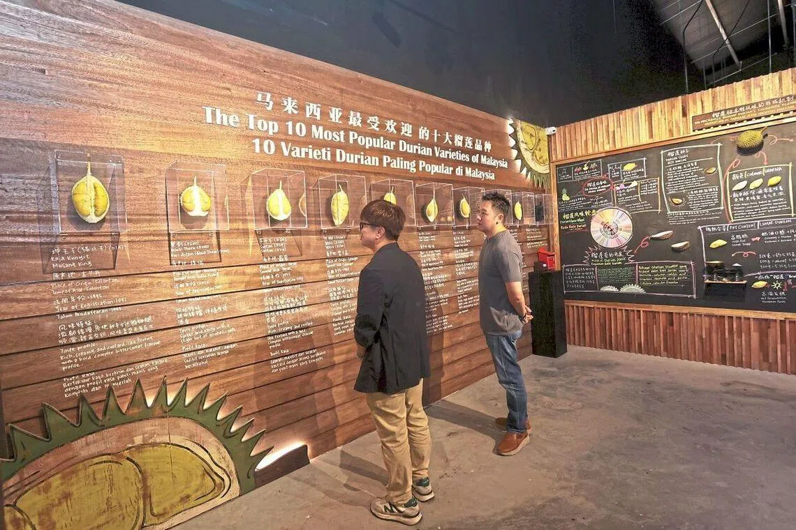 Visitors being guided through the history of various durian varieties. Within the KLDEX museum, they can experience a recreated durian orchard that illustrates local ecosystems and cultivation methods practised by farmers. 