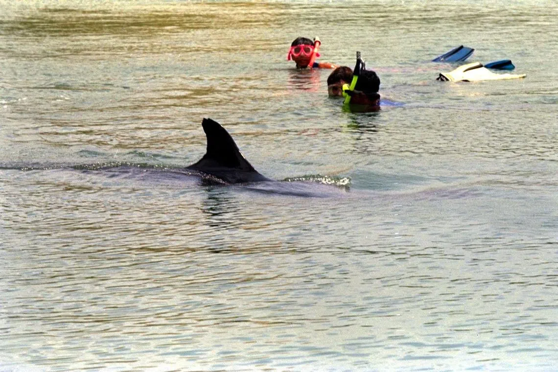 Saving gentle giants: 7 species of marine mammals spotted in Singapore