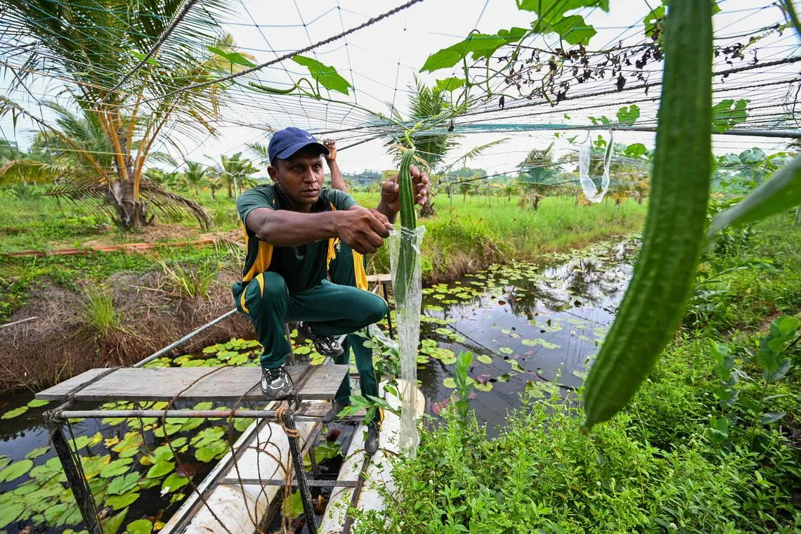 A Sri Lankan soldier works at a plantation in their model farm at Katukurunda.