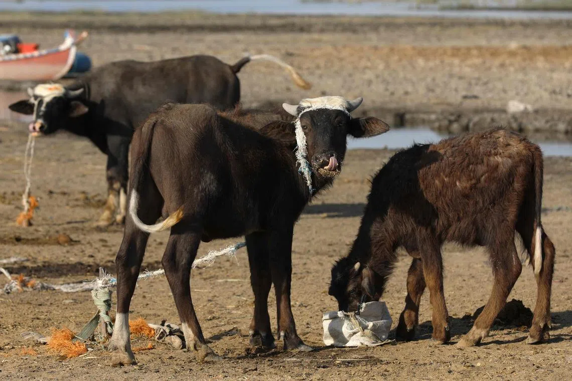 (FILES) Water buffaloes feed at a farm in the Chibayish marshland in Iraq's southern Dhi Qar province on June 24, 2023. Even at their centre in Chibayish, only a few expanses of Iraq's Mesopotomian marshes -- home to a Marsh Arab culture that goes back millennia -- survive, linked by channels that snake through the reeds. Pull back further and the water, choked by dams on the great rivers upstream in Turkey and Syria and the soaring temperatures of climate change, gives way to a parched landscape of bald and cracked earth. (Photo by Asaad NIAZI / AFP)