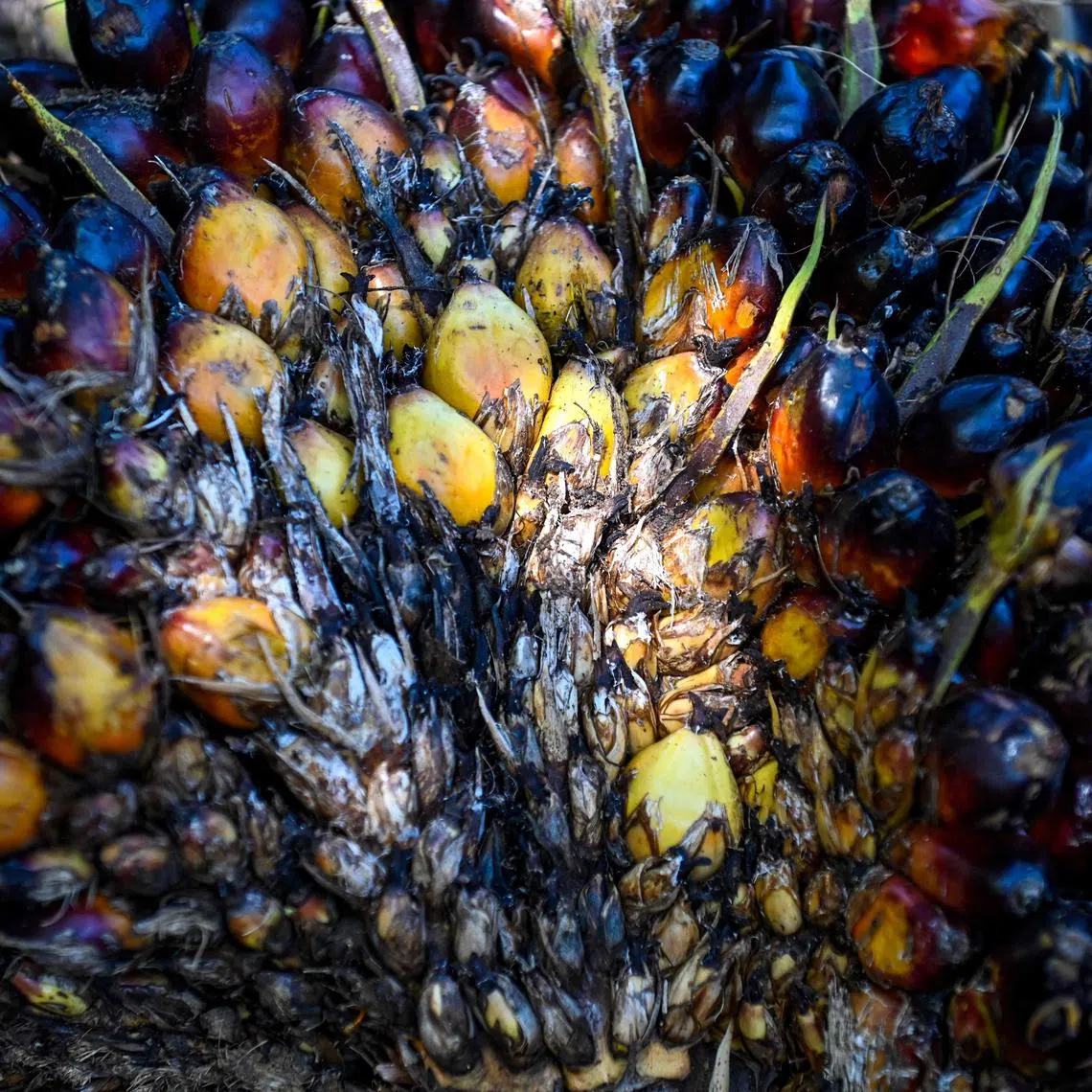 Wilmar last week announced a plan to acquire all the shares in a palm oil venture with PZ Cussons for US$70 million.