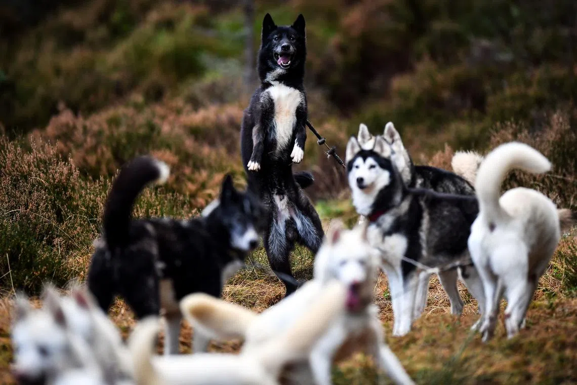 Husky dogs play together during a training session on forest tracks, ahead of the The Siberian Husky Club of Great Britain 39th Aviemore Sled Dog Rally near Feshiebridge, Cairngorm, Scotland, on Jan 26, 2023. 