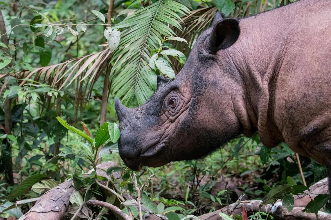 Sumatra rhino pregnancies nurse hope for endangered species’ future