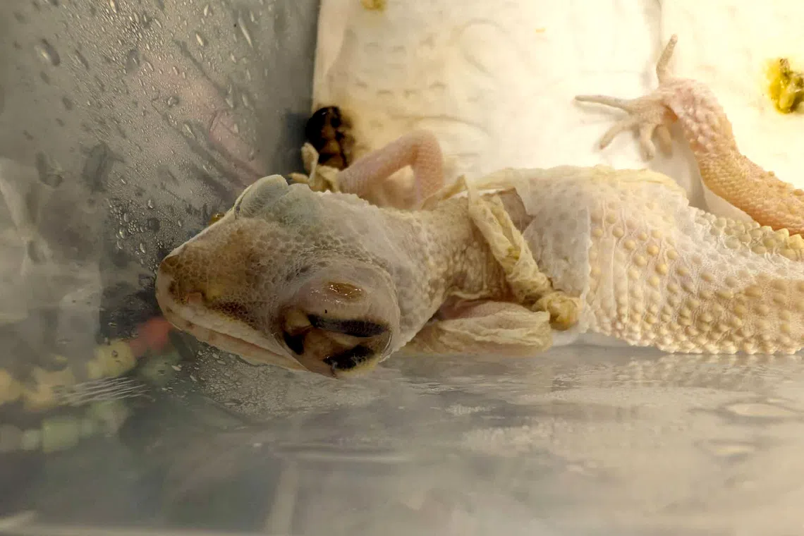 An emaciated leopard gecko that had to be euthanised after it was found to have a ruptured and infected eye, as well as the inability to shed its skin fully due to its weak state.