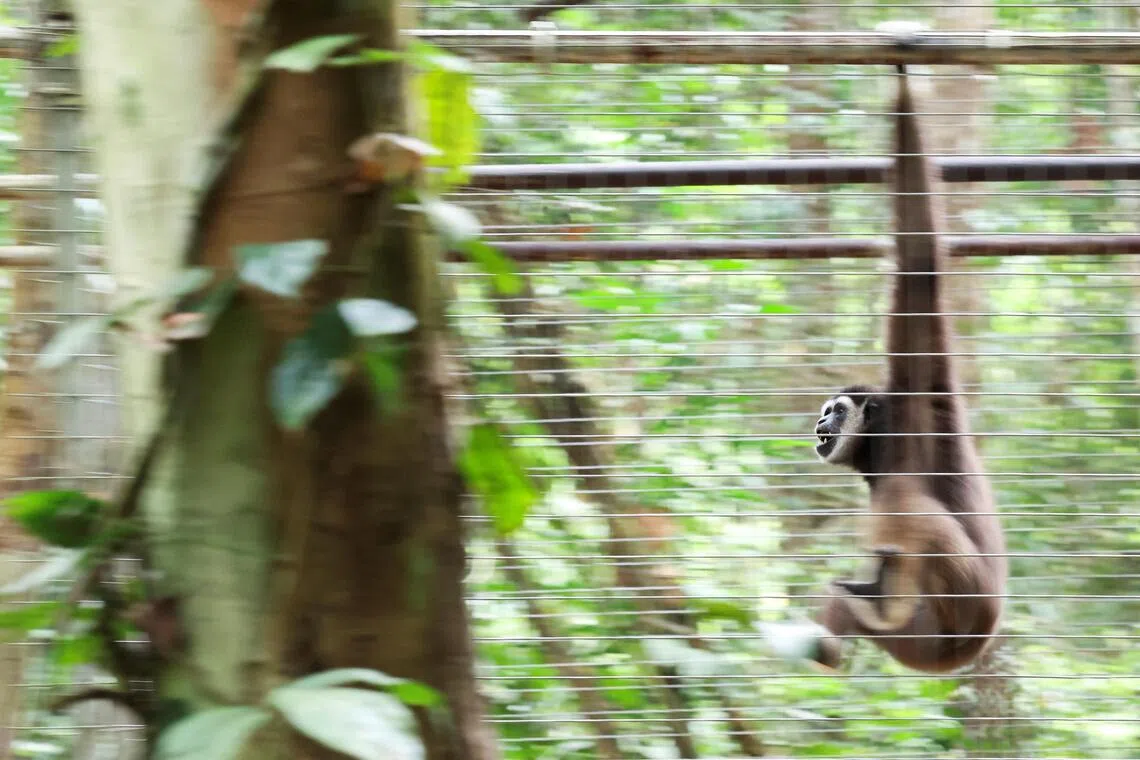 A report revealed that more than 336 individual gibbons were confiscated between January 2016 and August 2025, with seizures in 2025 alone already accounting for 20 per cent of the total.