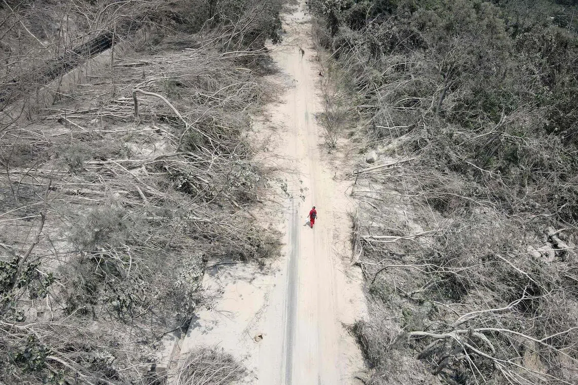A person walking past trees that were damaged in Hualien, after a major earthquake hit Taiwan's eastern coast on April 4, 2024 